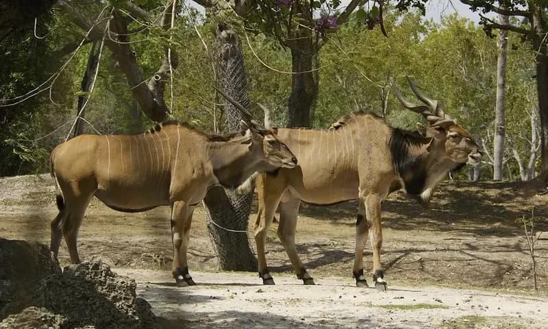 Giant Eland, antelope terbesar di dunia (Foto: flickr.com)