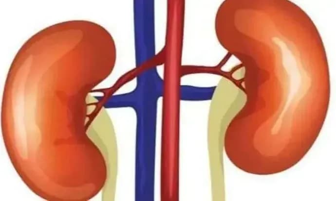 Ginjal adalah organ yang sangat penting dalam hidup manusia. pastikan selalu menjaga kesehatan ginjal, agar terhindar dari penyakit gagal ginjal.