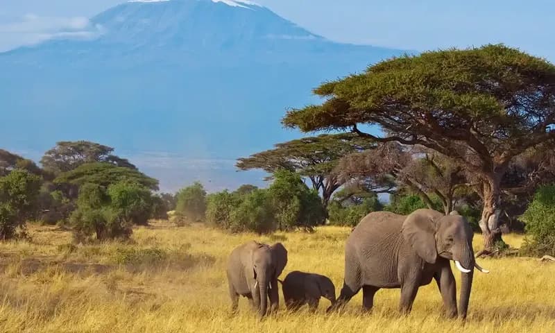 Ilustrasi Habitat (Foto: www.britannica.com)