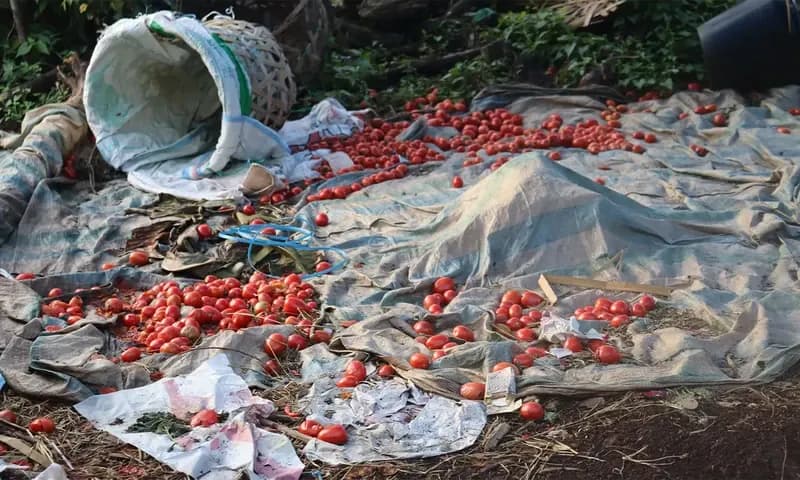 Produksi tomat yang melimpah ruah di salah satu gubuk petani warga (Foto: PARBOABOA/ Jeff Gultom)