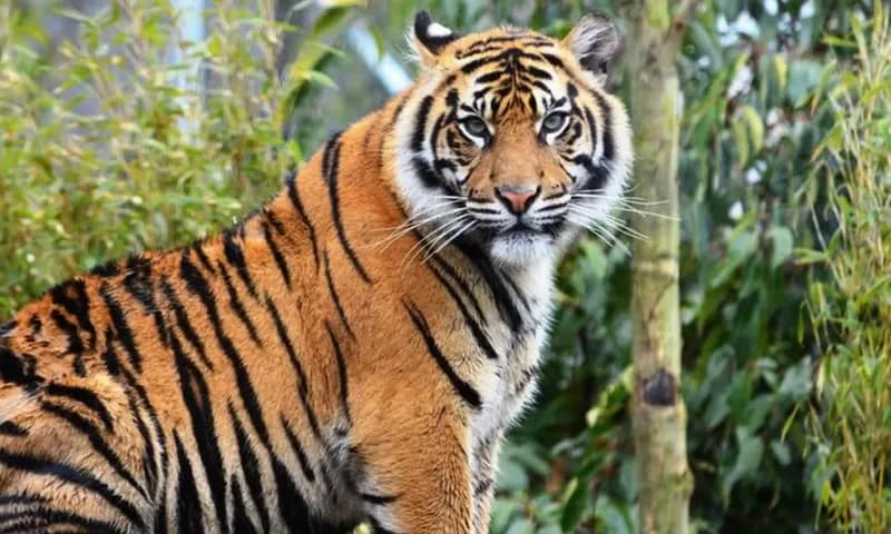 Hewan Langka di Indonesia yang Terancam Punah (Dok. Nationalgeographic.co.id)