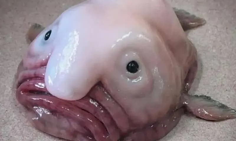 Penampakan Blopfish sebagai ikan terjelek di dunia (indozone.id)