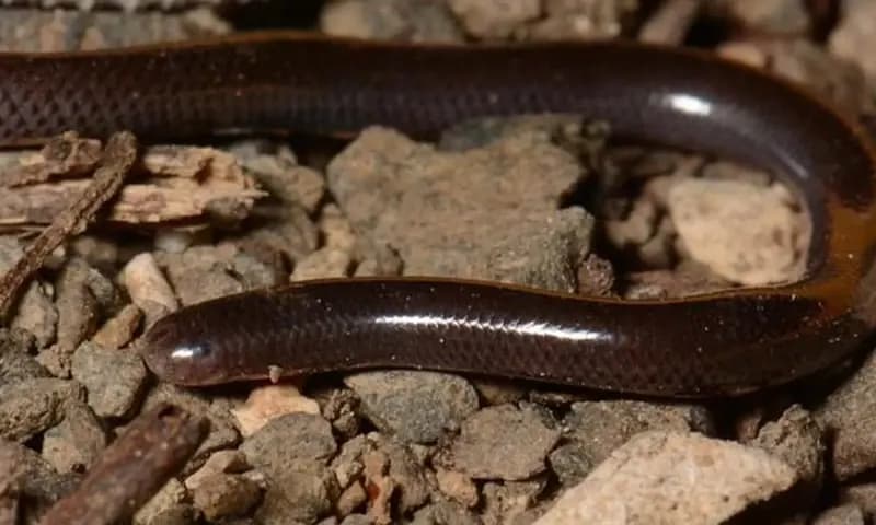 Barbados Threadsnake, Ular terkecil di dunia (petpintar.com)