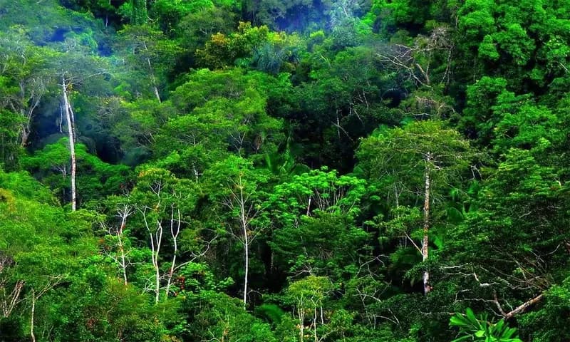 Ilustrasi Hutan Hujan Tropis Terbesar di Dunia (Foto:himaba.fkt.ugm.ac.id)
