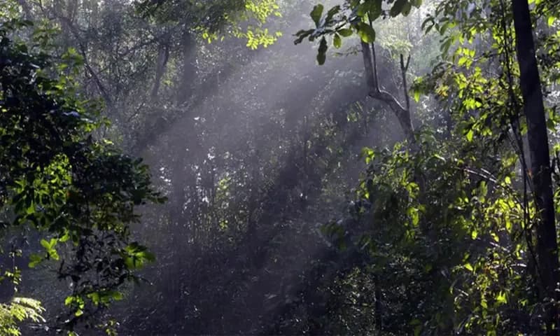 Kejati Sumatera Utara (Sumut) menaikkan status perkara dugaan mafia tanah di kawasan hutan lindung Kabupaten Serdang Bedagai ke tahap penyidikan (dok. Thinkstock)