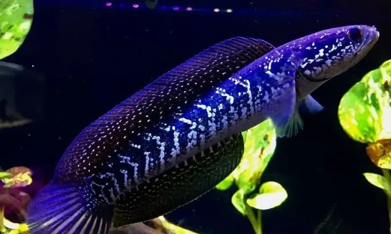 Mengenali Jenis Ikan Channa (Foto: gemapos.id)