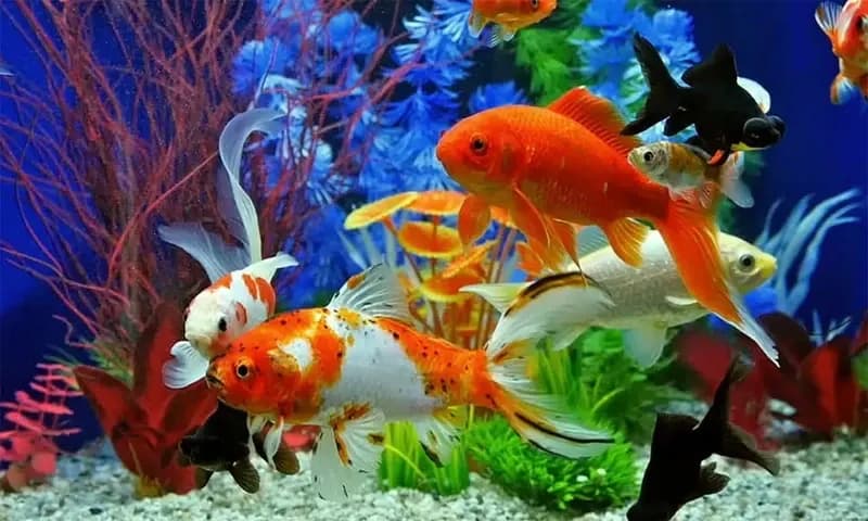 Ilustrasi Ikan Hias Tercantik di Dunia (Foto: net)