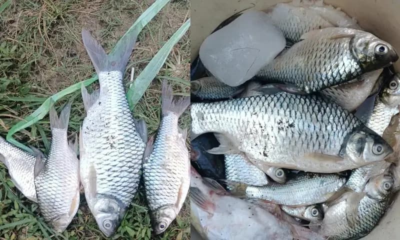 Warga Muaragembong temukan ratusan ikan mati di sepanjang aliran Sungai Citarum. (Foto: Dok. Warga Muaragembong)