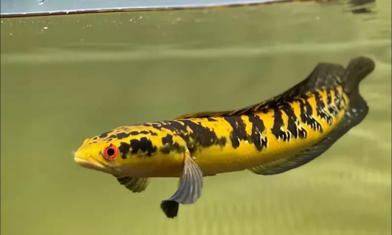 Ikan Channa Marulioides (Foto: jualbelicupang.com)
