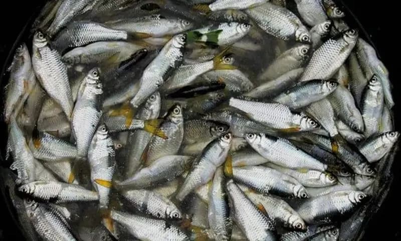 Ikan Pora-pora adalah ikan endemik di danau Toba. (Foto: Dok. Steemit)