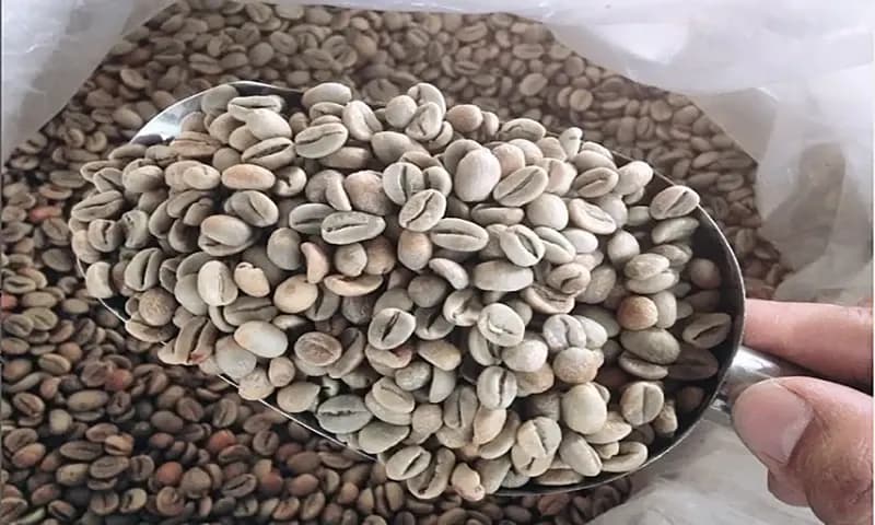 Ilustrasi biji kopi yang belum disangrai atau green beans wash. (Foto: Instagram/@kopisarongge)