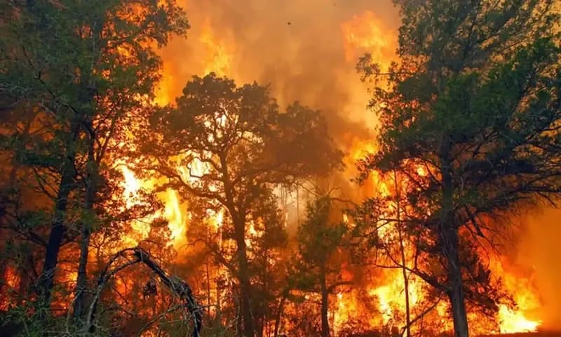 Ilustrasi kebakaran hutan terbesar di Indonesia (Foto: Gapki)