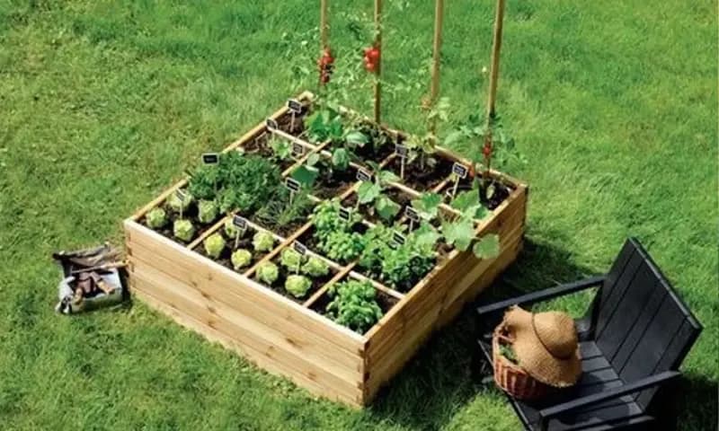 Kebun mini depan rumah, foto: Aktualita