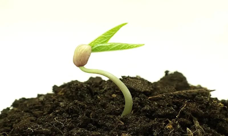 Proses perkecambahan (Foto: iStock)