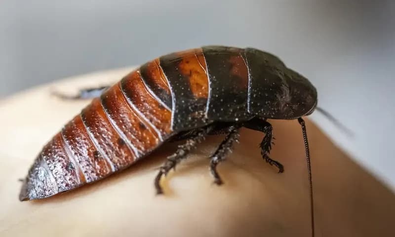 Kecoa Madagaskar (Foto: Pixabay/dicksonleroy)