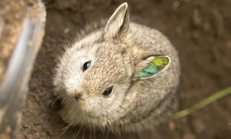 Kelinci Columbia Basin Pygmy (Foto:zooborns.com)
