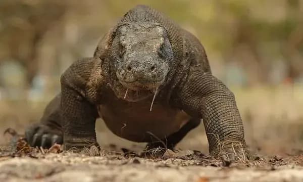 Komodo menjadi hewan endemik Indonesia yang masuk ke dalam daftar merah spesies hampir punah versi IUCN.