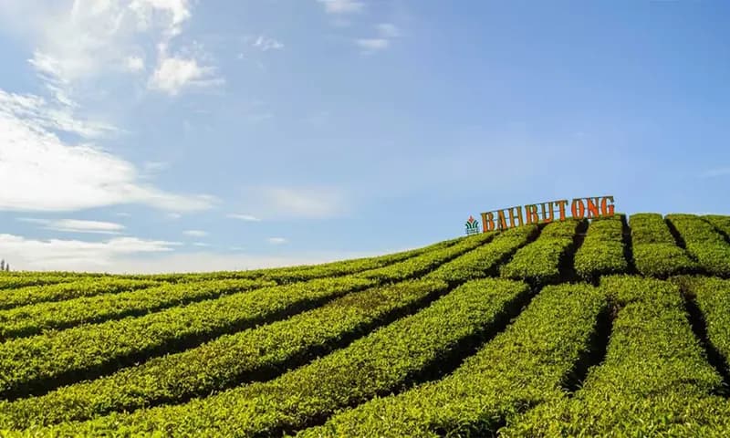 Kebun Teh Bah Butong Sidamanik (Dok. Correcto Id)