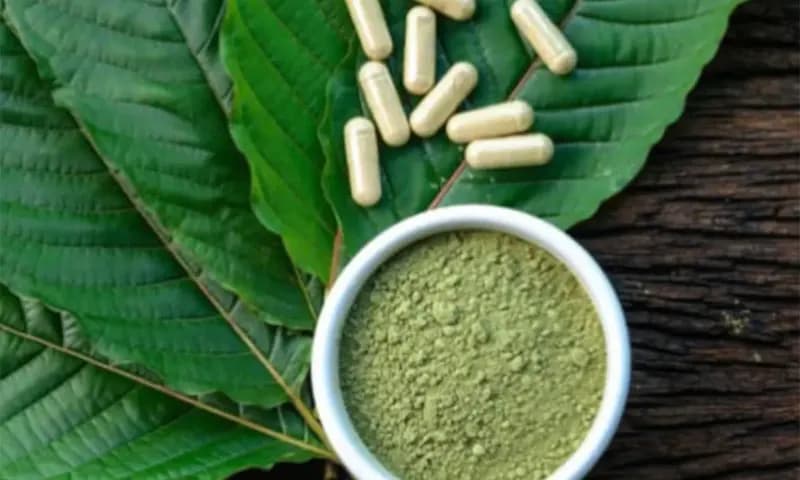 Ilustrasi daun kratom yang tengah diwacanakan masuk kategori narkoba (Foto: Dok. BNN Sumatera Selatan)