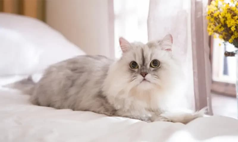 Jenis Kucing Lucu (Foto: Shutterstock)