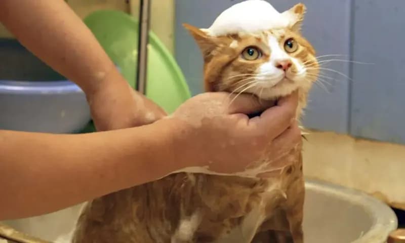Cara Memandikan Kucing agar Tidak Berontak (Foto:kucinglover.com)