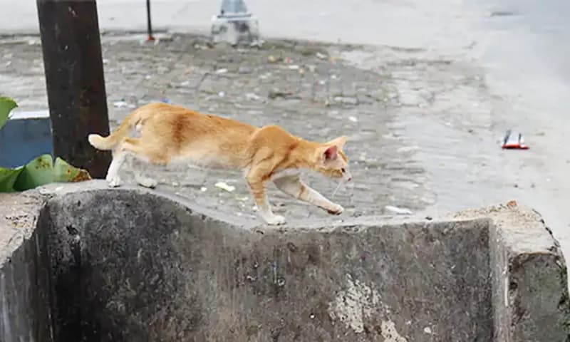 Bisnis dan konsumsi daging kucing yang masih terjadi di Kota Pematang Siantar, Sumatra Utara memunculkan kekhawatiran terhadap penyebaran penyakit yang dibawa oleh hewan tersebut. (Foto: PARBOABOA/Putra Purba)