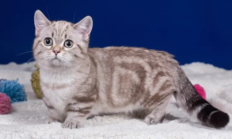 Kucing Munchkin (Foto:hepper.com)