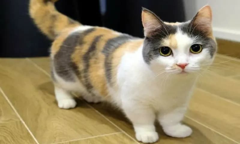 Gambar Kucing (Dok:Artikelrumah123.com)