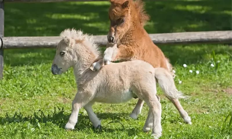Kuda terkecil di dunia (Foto: iStock/Alexia Khruscheva)