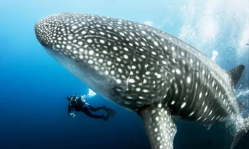 Salah satu hewan terbesar laut, Hiu Paus (SHUTTERSTOCK)