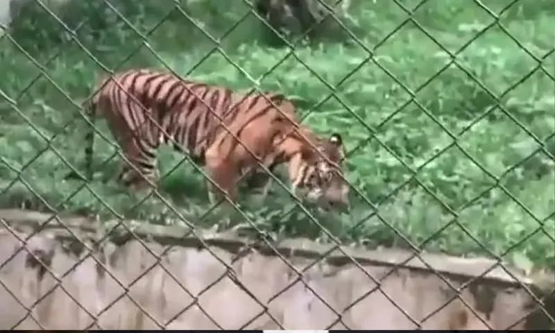 Tangkapan layar seekor harimau makan rumput di Kebun Binatang Medan