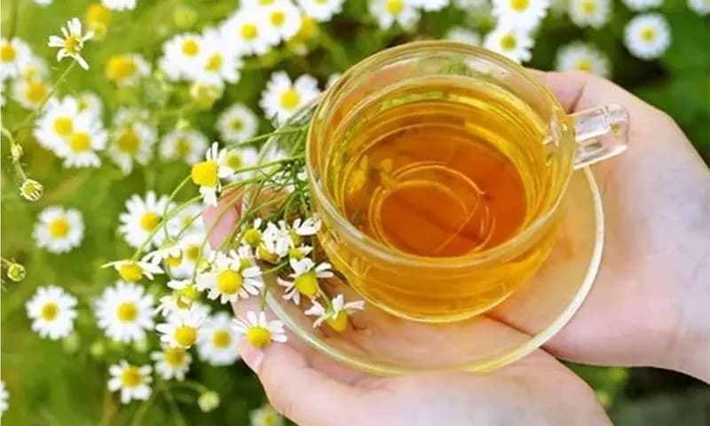 Beragam Manfaat Teh Chamomile untuk Kesehatan dan Kecantikan (Dok. Amazine)