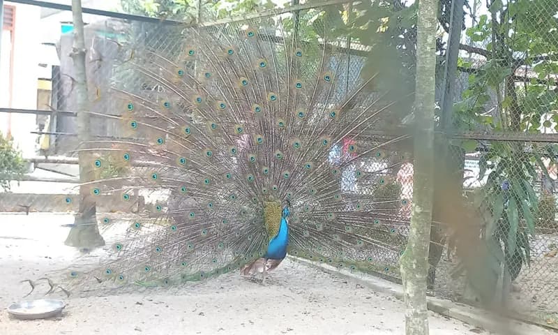 Burung merak (Foto: Parboaboa/Olivia)