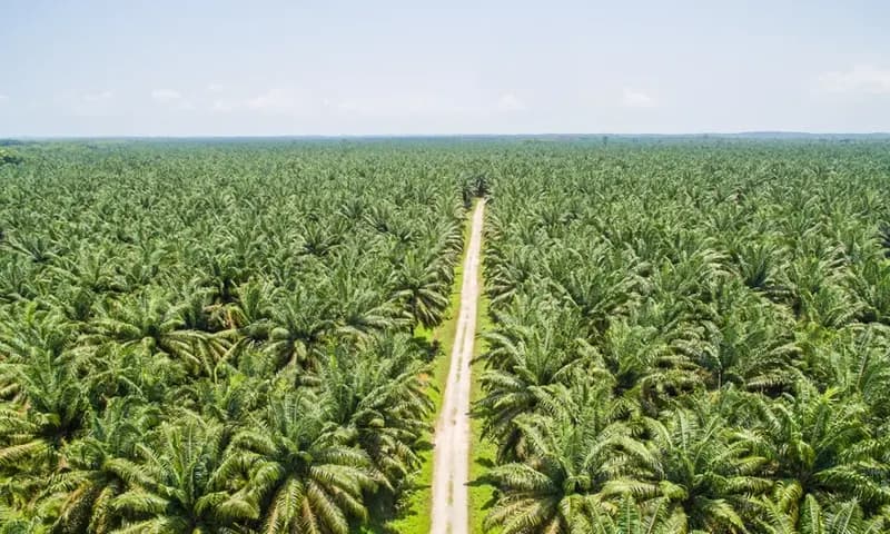 Negara penghasil minyak sawit terbesar di dunia (bumntrack.co.id)