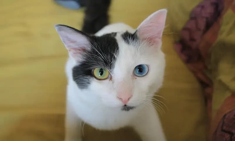 Keistimewaan Kucing Odd Eye: Karakteristik, Harga, Habitat, dan Cara ...
