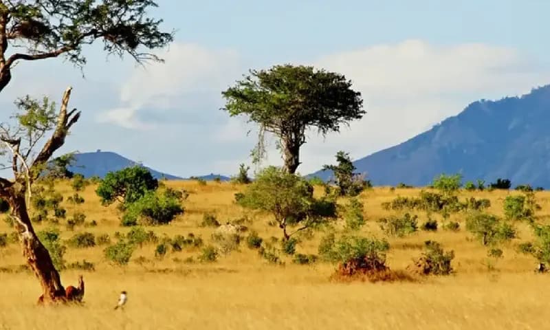 Padang rumput Savana di Afrika (Foto: depositphotos.com)