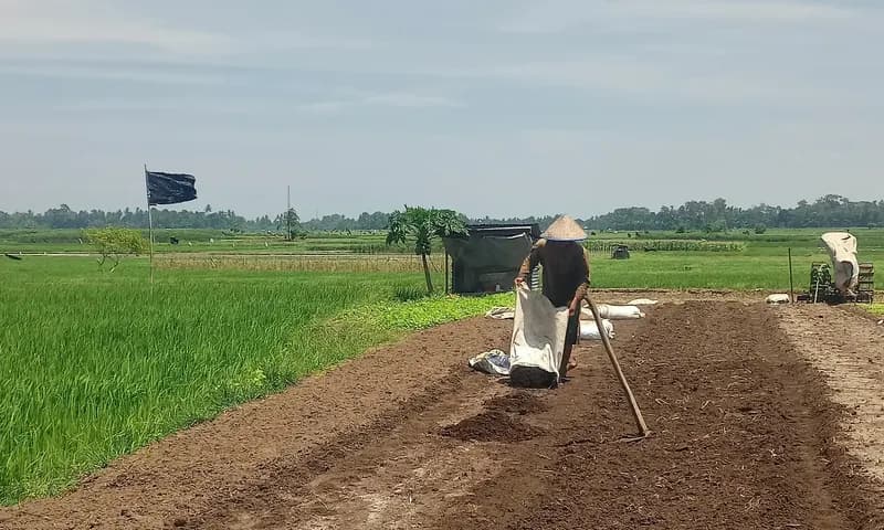 Seorang Petani sedang melakukan proses pengolahan tanah di Desa Wonorejo, Kecamatan Pematang Bandar. (PARBOABOA/Jeff Gultom)