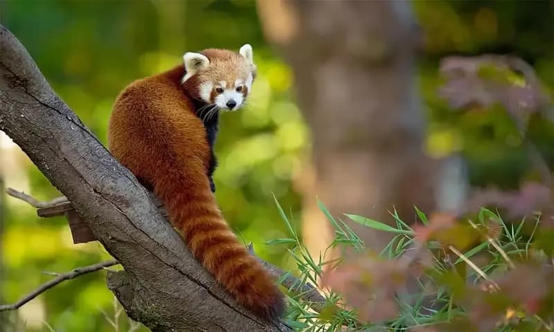 Panda Merah (Dok: Milan Zygmunt/Shutterstock)