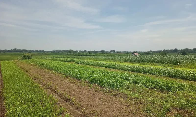 Hamparan Lahan Pertanian Padi di Desa Wonorejo, Kecamatan Pematang Bandar, Kabupaten Simalungun (Foto: PARBOABOA/Jeff Gultom)