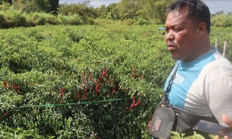 Seorang Petani Cabai, Sumardi Damanik, asal Kecamatan Silimakuta (Foto: PARBOABOA/Jeff Gultom)