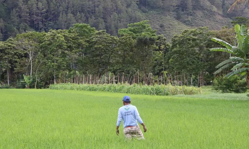 Aktivitas Petani Padi di Kecamatan Haranggaol Horison, Kabupaten Simalungun (PARBOABOA,Jeff Gultom)