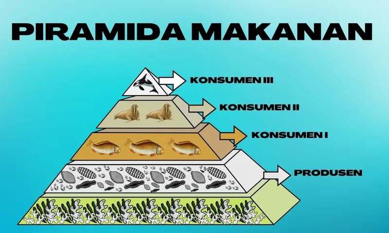 Ilustrasi Piramida Makanan (Foto:Parboaboa/Patrick)
