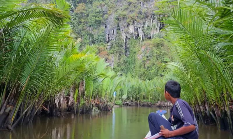 Gambar pohon nipah (Foto: rimbakita.com)