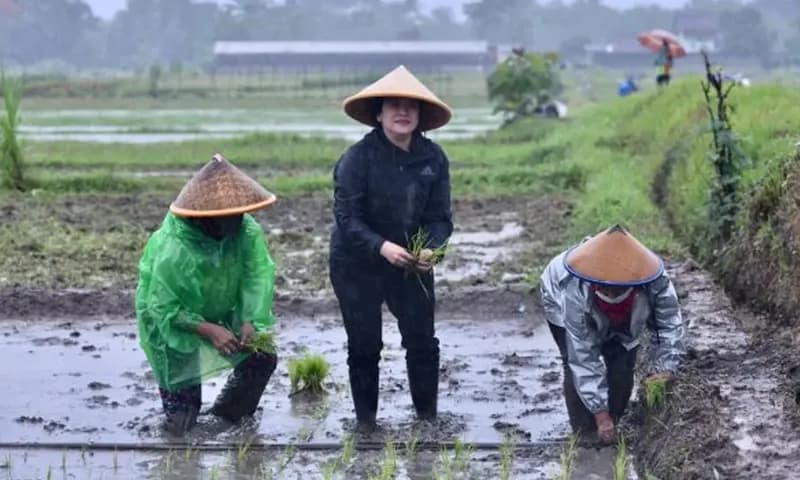 Ketua DPR RI Puan Maharani menanam padi bersama petani di Yogyakarta.