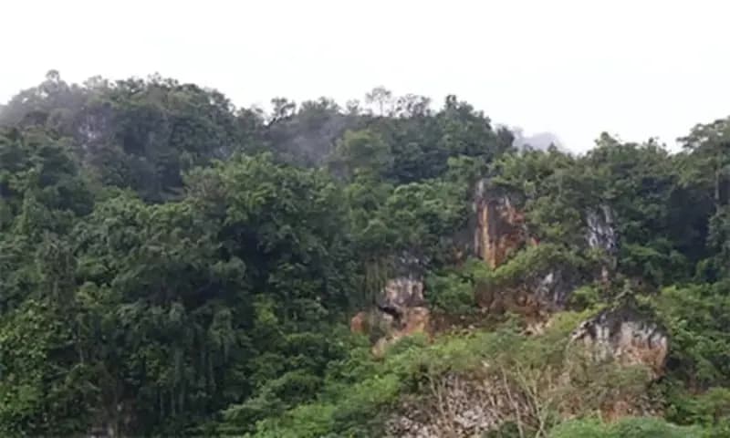 Potret salah satu hutan adat di Kalimantan. (Foto: PARBOABOA/Anna Desliani)