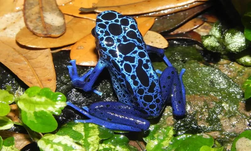 Sky-Blue Poison Frog (Foto: Pixabay/@jonathanstegemann)