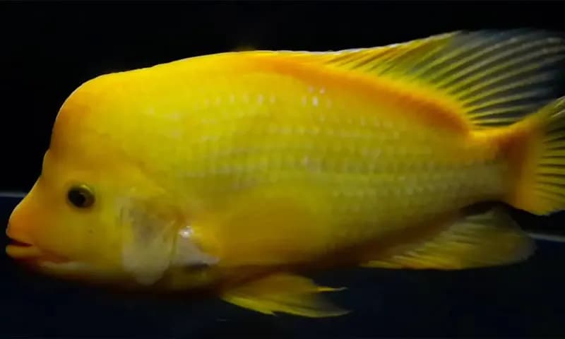 Fakta menarik ikan red devil (Foto: marsaquatic.id)
