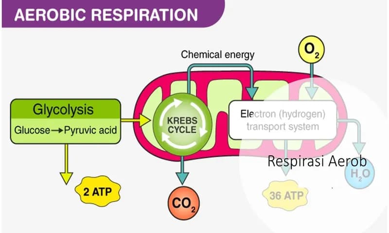 Gambar Respirasi Aerob Dan Anaerob ( Dok : Adalah.top )