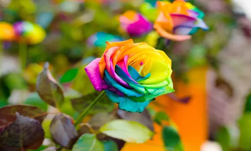 Bunga Mawar (foto: Lovethegarden)