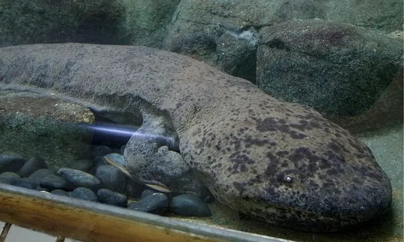 Penampakan Giant Salamander, Salamander terbesar di dunia (dok: Hanna Vivaldi/bobo.grid.id)